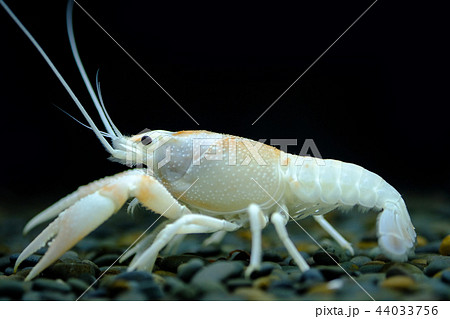 crayfish Procambarus clarkii ghost in the aquarium crayfish Procambarus clarkii ghost in the aquarium 44033756