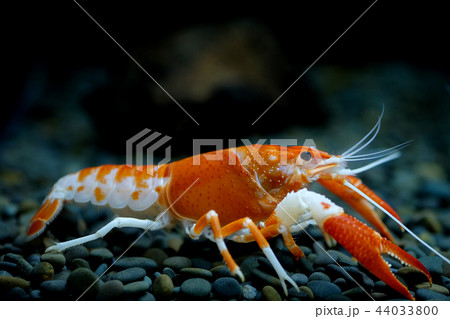 crayfish Procambarus clarkii ghost in the aquarium crayfish Procambarus clarkii ghost in the aquarium 44033800