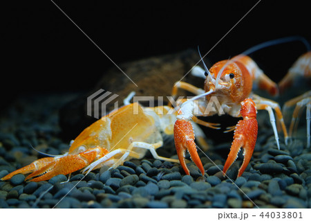 crayfish Procambarus clarkii ghost in the aquarium crayfish Procambarus clarkii ghost in the aquarium 44033801