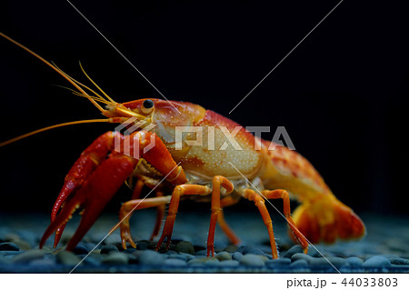 crayfish Procambarus clarkii ghost in the aquarium crayfish Procambarus clarkii ghost in the aquarium 44033803