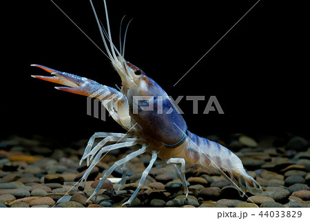 crayfish Procambarus clarkii ghost in the aquarium crayfish Procambarus clarkii ghost in the aquarium 44033829