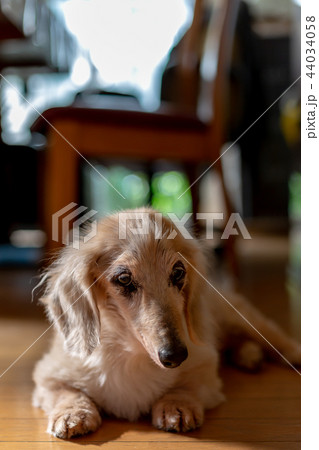 老犬ダックス 老犬ダックス 44034058