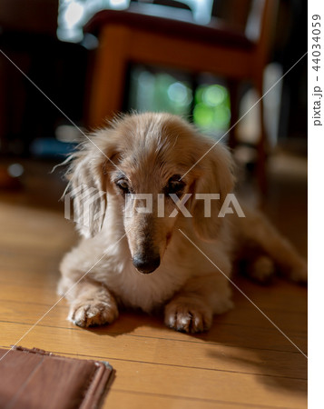老犬ダックス 老犬ダックス 44034059