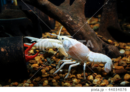 procambarus clarkii ghost