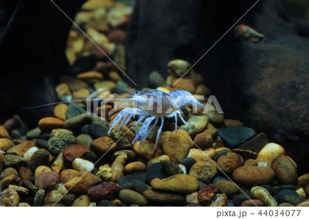 crayfish Procambarus clarkii ghost in the aquarium crayfish Procambarus clarkii ghost in the aquarium 44034077