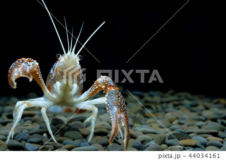 crayfish Procambarus clarkii ghost in the aquarium crayfish Procambarus clarkii ghost in the aquarium 44034161