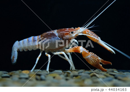 crayfish Procambarus clarkii ghost in the aquarium crayfish Procambarus clarkii ghost in the aquarium 44034163