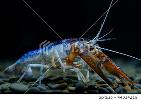 crayfish Procambarus clarkii ghost in the aquarium 44034218