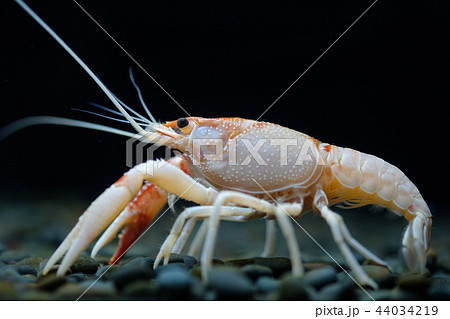 crayfish Procambarus clarkii ghost in the aquarium 44034219