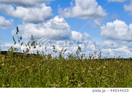green field and blue sky 44034420
