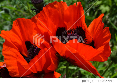 Closeup of two big red poppies Closeup of two big red poppies 44034441