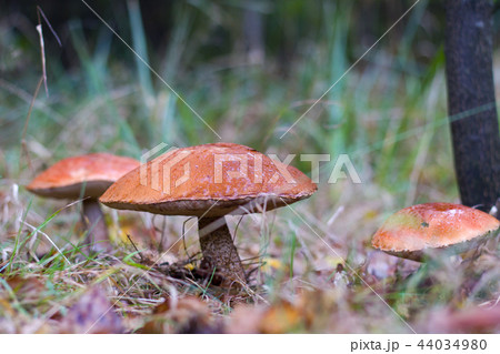 three big leccinum in forest 44034980