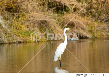 川面にたたずむ「ダイサギ」(荒川/埼玉県深谷市) 川面にたたずむ「ダイサギ」(荒川/埼玉県深谷市) 44035819