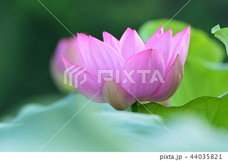 ハスの花(埼玉県美里町) ハスの花(埼玉県美里町) 44035821