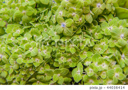 カーネーション ハマナデシコ 薔薇 44036414