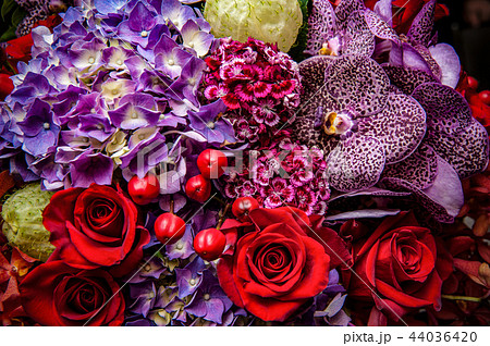 薔薇 バラ科 バラ 44036420