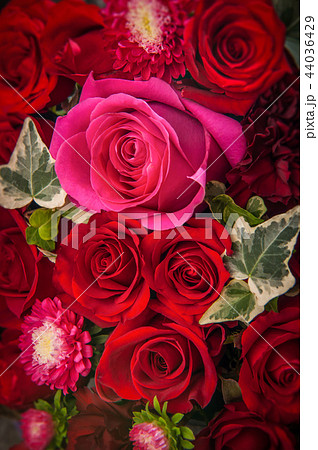 薔薇 バラ科 バラ 44036429