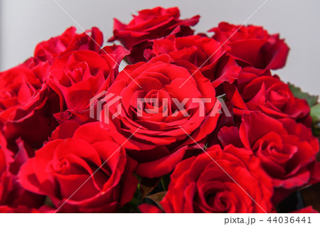 カーネーション ハマナデシコ 薔薇 44036441