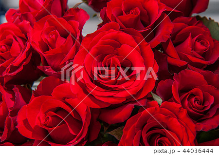 カーネーション ハマナデシコ 薔薇 44036444