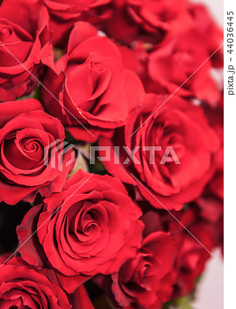 カーネーション ハマナデシコ 薔薇 44036445