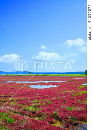 能取湖のサンゴ草　”網走市卯原内” 44036676