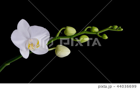 White moth orchid on black 44036699