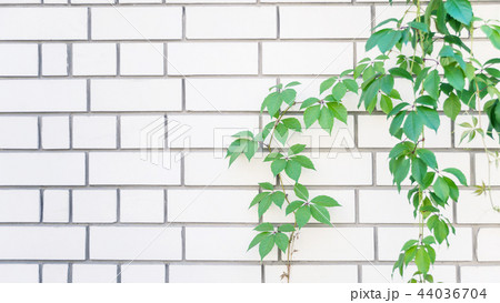 Green leaves on a white brick wall 44036704