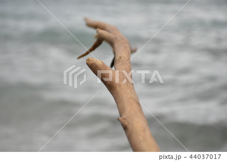 手に見える大きな流木 44037017