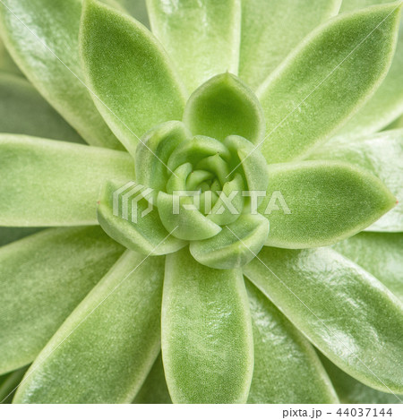 Succulent plant top view square 44037144