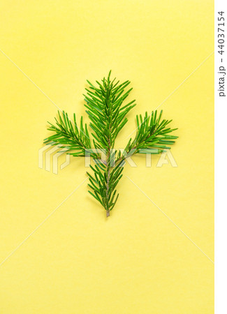 Christmas tree branch yellow background Minimal Christmas tree branch yellow background Minimal 44037154