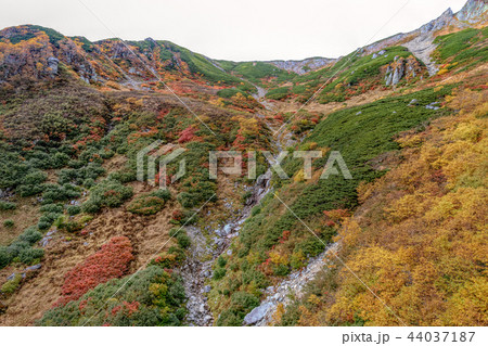 千畳敷カール  (10月  紅葉) 44037187