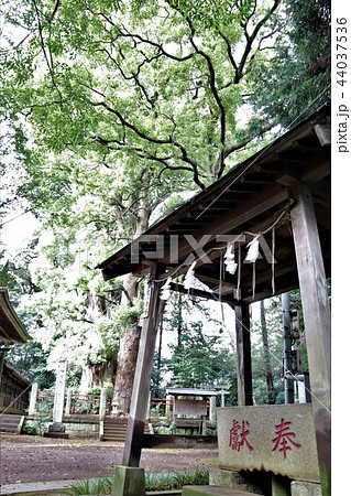 神崎神社(手水舎とナンジャモンジャの木) 神崎神社(手水舎とナンジャモンジャの木) 44037536