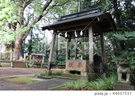 神崎神社（手水舎とナンジャモンジャの木） 44037537