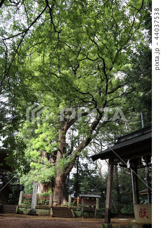 神崎神社(手水舎とナンジャモンジャの木) 神崎神社(手水舎とナンジャモンジャの木) 44037538