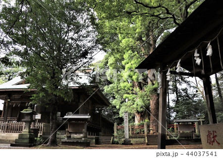 神崎神社(拝殿とナンジャモンジャの木) 神崎神社(拝殿とナンジャモンジャの木) 44037541