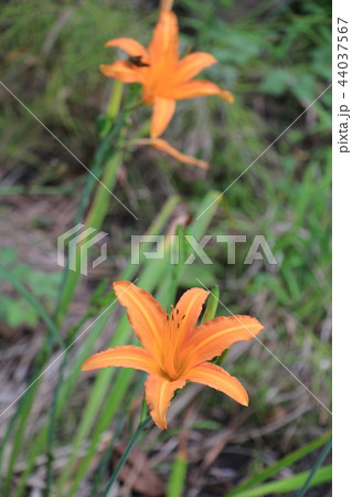 ハマカンゾウの花 44037567