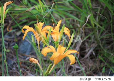 ハマカンゾウの花 44037570