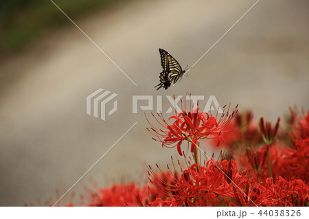彼岸花と蝶 44038326