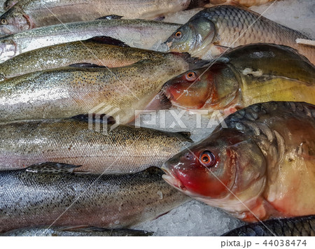 Freshly caught fish 44038474