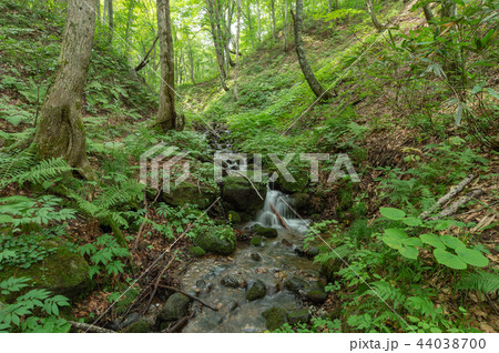 【青森県白神山地】世界遺産白神山地のブナ原生林は豊かな水を湛える透き通った緑の世界 44038700