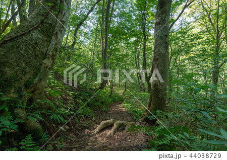 【青森県白神山地】世界遺産白神山地のブナ原生林は透き通った緑の世界 44038729