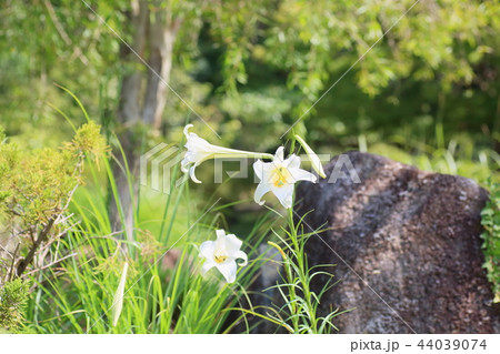 白百合の花 白百合の花 44039074