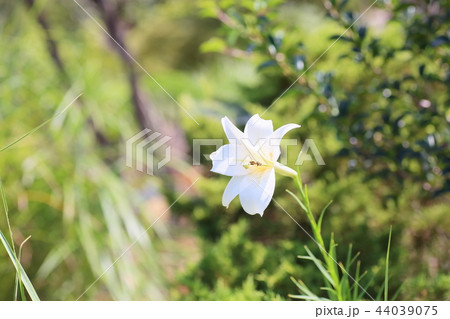 白百合の花 白百合の花 44039075