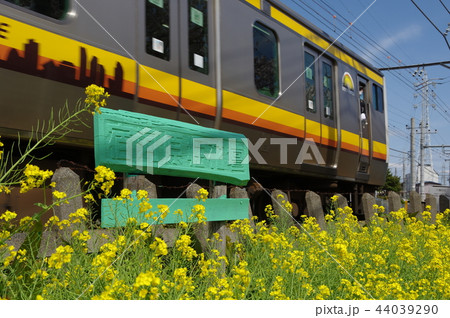 菜の花と南武線（宿河原堀花壇） 44039290