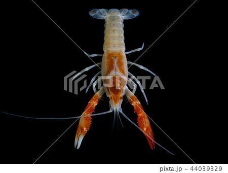 crayfish Procambarus clarkii crayfish Procambarus clarkii 44039329