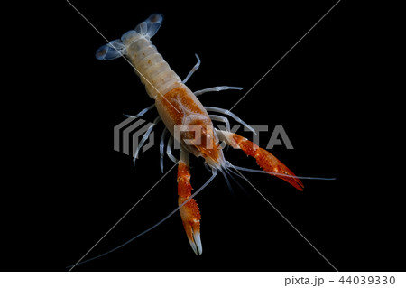crayfish Procambarus clarkii crayfish Procambarus clarkii 44039330