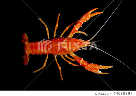 crayfish Procambarus clarkii  44039397
