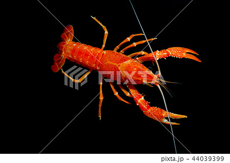 crayfish Procambarus clarkii crayfish Procambarus clarkii 44039399
