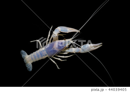 crayfish Procambarus clarkii crayfish Procambarus clarkii 44039405