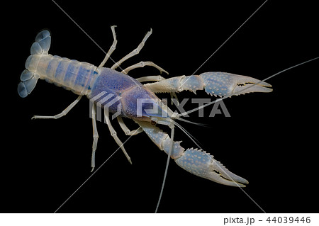 crayfish Procambarus clarkii crayfish Procambarus clarkii 44039446